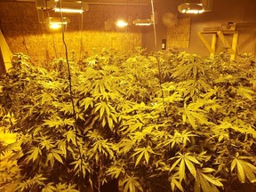 Humboldt/Lanigan RCMP found a cannabis grow operation in Watson. Photo supplied.