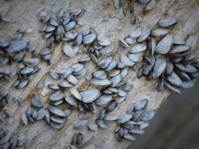 This supplied photo shows some invasive mussels that are a threat to Saskatchewan waterbodies.