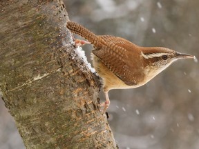 A Carolina wren hanging from an ash tree during a snow storm.

Not Released