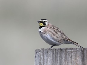 Birdwatch author Ken Hooles says to keep an eye out for a possible early arrival of Horned Larks on our rural roads over the next three weeks.

Not Released