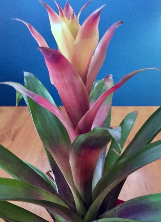 Bromeliads, pineapples and Spanish moss The Stratford Beacon Herald