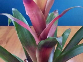 The resident bromeliad
Doug Reberg/Special to The Beacon Herald