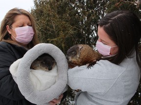 Peggy Jenkins, left, and Heaven Jenkins hold the season prediction crew, Sheldon and Harvey, at Heaven's Wildlife Rescue Centre in Lambton County. On Groundhog Day, the forecasting groundhog at the centre takes on the stage name of Oil Springs Ollie.
Paul Morden/The Observer