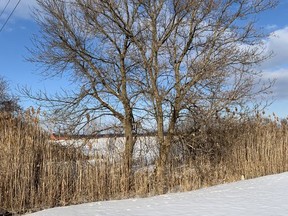 A pair of Manitoba maple trees along Blackwell Sideroad in Sarnia. Manitoba maple trees aren't well-regarded in Ontario, but their inherent toughness makes them ideal for the climate of the Canadian prairies. John DeGroot photo