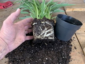This spider plant in need of a larger pot. John DeGroot photo