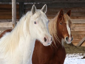 The frigid temperatures didn't seem to bother horses at a farm in Whitefish, Ont. on Wednesday February 10, 2021.