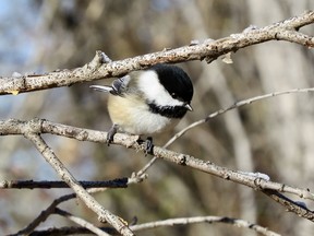 Chickadees are cute, friendly (you can train them to take seed from your open hand) and chirpy. Jody Allair