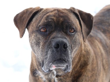 Mickey, a five-year-old mastiff, was taken in by Pet Save in 2016. The dog was stolen from the shelter, escaped his dognappers, and spent a month on the run before he was discovered in a Chelmsford car lot by a Pet Save volunteer. He now lives happily in Spanish and provides blood donations at the Espanola Animal Hospital. John Lappa/Sudbury Star/Postmedia Network