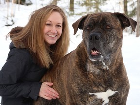 Julie Lajeunesse cuddles with Mickey, a five-year-old mastiff who was taken in by Pet Save in 2016. The dog was stolen from the shelter, escaped his dognappers, and spent a month on the run before he was discovered in a Chelmsford car lot by a Pet Save volunteer. He now lives happily in Spanish and provides blood donations at the Espanola Animal Hospital.