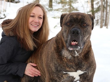 Julie Lajeunesse cuddles with Mickey, a five-year-old mastiff who was taken in by Pet Save in 2016. The dog was stolen from the shelter, escaped his dognappers, and spent a month on the run before he was discovered in a Chelmsford car lot by a Pet Save volunteer. He now lives happily in Spanish and provides blood donations at the Espanola Animal Hospital. John Lappa/Sudbury Star/Postmedia Network