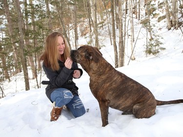 Julie Lajeunesse cuddles with Mickey, a five-year-old mastiff who was taken in by Pet Save in 2016. The dog was stolen from the shelter, escaped his dognappers, and spent a month on the run before he was discovered in a Chelmsford car lot by a Pet Save volunteer. He now lives happily in Spanish and provides blood donations at the Espanola Animal Hospital. John Lappa/Sudbury Star/Postmedia Network