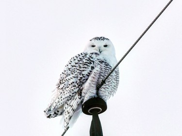 Brooklyn Hicks of Garson spotted this snowy owl just outside the Sudbury region and snapped a few photos to become this week's winner of the Sudbury Star Outdoors Photo Contest. Hicks wins two Caruso Club gift cards. Please send your contest entries to sud.outdoors@sunmedia.ca, with a home mailing address so we can send you your prizes. To contact the Caruso Club, call 705-675-1357 or email info@carusoclub.ca.