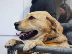 Golden retrievers and Labradors are considered to be excellent candidates to become facility dogs.