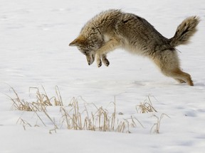 A coyote leaps in the air as it hunts for mice under the snow at the University of Alberta farm, in Edmonton Sunday Jan. 24, 2021. The Ministry of Natural Resources and Forestry in the Northeast Region says it has received an increase in calls in Sudbury district, and an increase in reported sightings in Timmins.