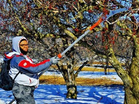 The growing season in Norfolk County begins early for orchard operators. Pruning trees Wednesday east of Simcoe was Joy Cedeno of Trinidad. Farmers who rely on offshore labour have been told that their employees -- as essential workers -- are exempt from travel bans to Mexico and the Caribbean. Monte Sonnenberg/Postmedia Network