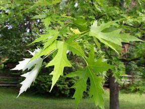 West Elgin offering a free tree to its property owners. They have a choice of a silver maple, as shown in the photo, or a black cherry. File photo/Postmedia Network