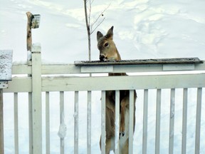 When I finally removed the snowbank created by clearing the deck, the deer could no longer reach the bird feeder.