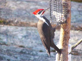 Suet is a very popular food item for winter feeders. Note how this pileated uses its tail for support.