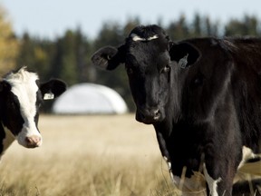 Holstein cattle are seen grazing in a field in Leduc County. Canadians’ inability to easily spread butter has sparked an online controversy that has led to Alberta Milk recommending dairy farms no longer using palm oil supplements.