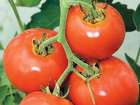 Developed over half a century ago, Manitoba heirloom tomato still holds its own in popularity. (Supplied by West Coast Seeds)