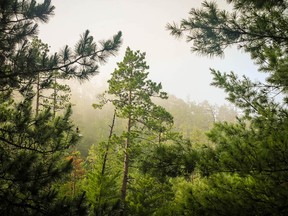 Wolf Lake hosts the largest stand of old-growth red pine forest in North America.