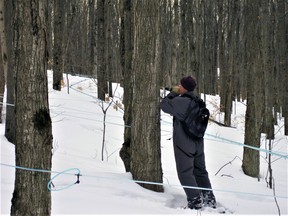 Dan Costello of Bella Hill Maple Syrup in Nipising Township prepares one of the many trees on the Costello property for this year's maple syrup run.
Lori Costello Photo
