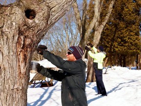 The Upper Thames River Conservation Authority has launched an effort to remove gypsy moth eggs from Wildwood Conservation Area in St. Marys. Paul Switzer, the conservation area's superintendant (left), and Brandon Williamson, an UTRCA land management technician, took part on Tuesday. (Photo courtesy Steve Sauder/Upper Thames River Conservation Authority)