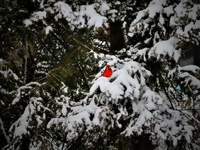 Meaghan Kallio of Lively spotted this cardinal posing in the backyard before snapping this week's Sudbury Star Outdoors Photo Contest winner. Kallio wins two Caruso Club gift cards. Please send your contest entries to sud.outdoors@sunmedia.ca, with a postal address so we can send your prizes. To contact the Caruso Club, call 705-675-1357 or email info@carusoclub.ca.