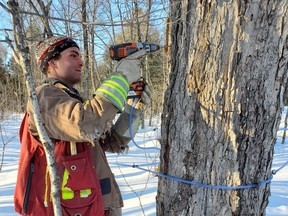 Xaver Kargl, one of several employees at Hubbert's Maple Syrup, applies another tap at the Sundridge sugar bush.  About 18,000 taps are in place as the Hubberts prepare for his year's maple syrup run.  
Bill Hubbert Photo