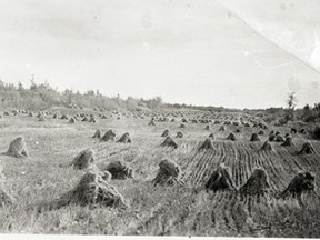 •	77.801.014 – Although this photograph was not taken of stooks on the Ashworth’s Deadwood farm, but rather that of Bill Plaizier’s Judah Hill land in the 1940s. The stooks were indicative of the time. Joseph, Wilf and Harry Ashworth shared harvesting duties – Wilf in charge of the binder, while Harry and Joseph fashioned the stooks.