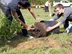 Chatham-Kent Secondary School environmental club students Marwan Syed (left) and Cameron Seed work together to dislodge a tree from its planter in this file photograph from 2013. File photo/Postmedia Network