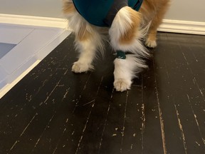 Sunday has to wear a onesie or a cone so she doesn't pick at the stitches and wounds she sustained in a dog attack at the North Bay Off-Leash Dog Park at the end of Champlain Park Road March 3. The North Bay animal control officer is investigating.
Submitted