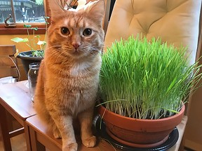 There are many theories why cats eat grass ranging from a digestive aid to helping expel something from the abdominal tract, but this cat named Curtis isn’t telling. (Photo supplied by West Coast Seeds)