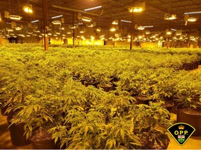 On March 3, the OPP seized over 5,000 cannabis plants from a commercial builiding in the 900 block of Mackay Street in Pembroke. Four people from the GTA have been arrested and charged in relation to plants.