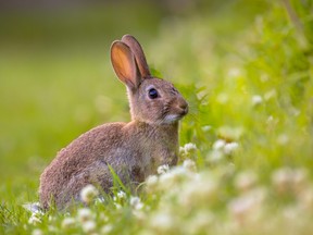 Rabbit in a field