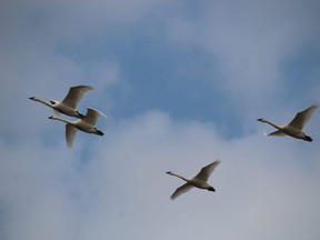 Tundra swans are shown in this file photo flying over Greenway Road in Lambton Shores.
