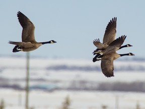 A trio of Canada geese take to the blue Alberta skies in tight formation as they wing across the changing spring landscape.
Photo Randy Vanderveen