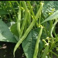 Green bush beans are one of the many vegetables gardeners grow in their summer gardens.