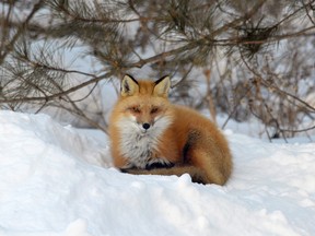 This handsome red fox almost seems to be posing for Shari Arnold of Alban in this week's Sudbury Star Outdoors Photo Contest winner. "This fox comes every day to our house," Arnold wrote. "She is a joy to watch." Arnold wins two Caruso Club gift cards. Please send your contest entries to sud.outdoors@sunmedia.ca, with a postal address so we can send your prizes. To contact the Caruso Club, call 705-675-1357 or email info@carusoclub.ca.