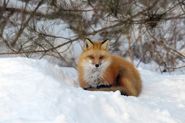 This handsome red fox almost seems to be posing for Shari Arnold of Alban in this week's Sudbury Star Outdoors Photo Contest winner. "This fox comes every day to our house," Arnold wrote. "She is a joy to watch." Arnold wins two Caruso Club gift cards. Please send your contest entries to sud.outdoors@sunmedia.ca, with a postal address so we can send your prizes. To contact the Caruso Club, call 705-675-1357 or email info@carusoclub.ca.