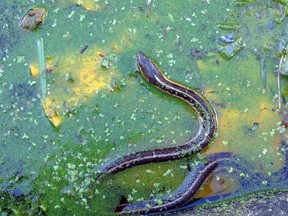 Even if St. Patrick had driven the snakes into the sea, they're expert swimmers. This garter snake is stalking a frog in a pond in Wharncliffe. ELIZABETH CREITH