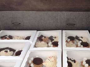It can be hard to behave when mum has 22 boxes of cupcakes sitting in the back. All dollars raised from WhatÕs Up Cupcake go to the care of the animals at the local shelter. Orders such as this are a tremendous help to keep the Gananoque and District Humane Society running smoothly.  Supplied by Georgina Sutherland