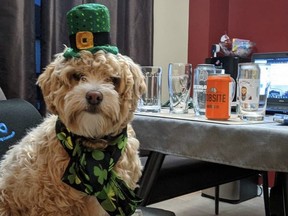 This festive pooch was one of the winners of a St. Patrick’s Day photo contest hosted by the Kitchener Waterloo & Stratford Perth Humane Society. A virtual beer-tasting fundraiser in partnership with area breweries also helped the humane society raise $6,000. (Contributed photo)