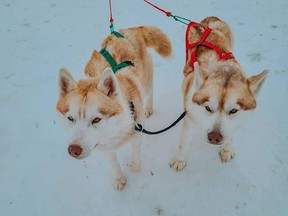 The Siberian Huskies at Whirlwind Acres have been working hard running dogsled tours since Family Day and will continue to do so until warm weather melts the current trails they use.
