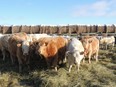 Canfax released its March 1st cattle on feed report, the fifth consecutive month that cattle on feed inventories have been below last year. (supplied by Shawn Cabak)