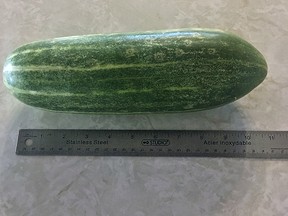 After sitting on a window sill for better than six months this cucumber still insists on remaining firm and original colour rather than turning yellow. (supplied by Willy Thiele

)
