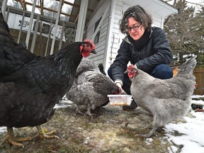 Margaret Fisher feeds her Orpington hens in Edmonton, Alta. on March 3, 2016. ED KAISER/Postmedia Network