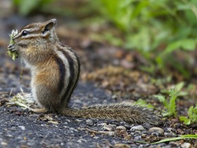 A least chipmunk takes advantage of the tender morsels of dandelion seed heads to fill up on breakfast along a walking path in Saskatoon Island Provincial Park.
RANDY VANDERVEEN