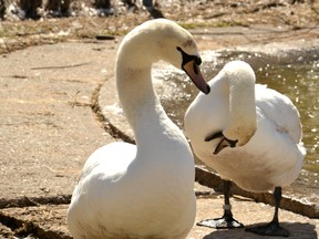 A pair of swans bask in the spring sunlight at their winter enclosure behind the William Allman Memorial Arena Tuesday -- the same day the City of Stratford announced the cancellation of this year's Swan Parade. Galen Simmons/The Beacon Herald/Postmedia Network