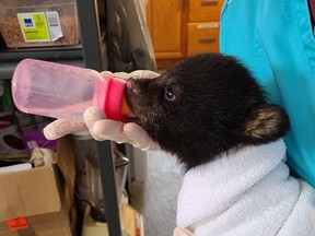 An orphaned cub found north of Capreol gets a boost of dextrose and electrolytes from Gloria Morissette at the Turtle Pond Wildlife Centre on Monday.